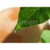 Isntree - Green Tea Fresh Serum