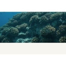 Goodal - Heartleaf Calming Moisture Sun Cream