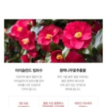 JMsolution - Camellia Glacier Water Iceland Mask Set Snow