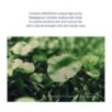 SKIN 1004 - Madagascar Centella Hyalu-Cica Brightening Toner Mini